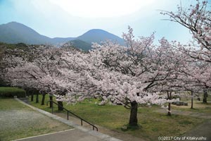 足立公園の桜