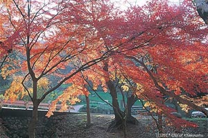 足立公園の紅葉